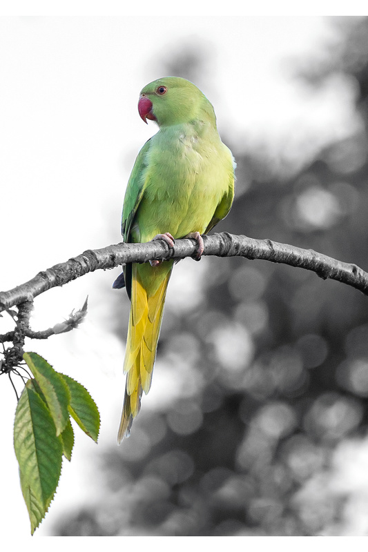 parakeet - British wildlife