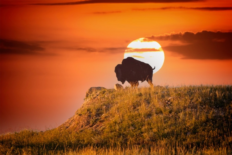 Buffalo on hill - Wyoming 2023