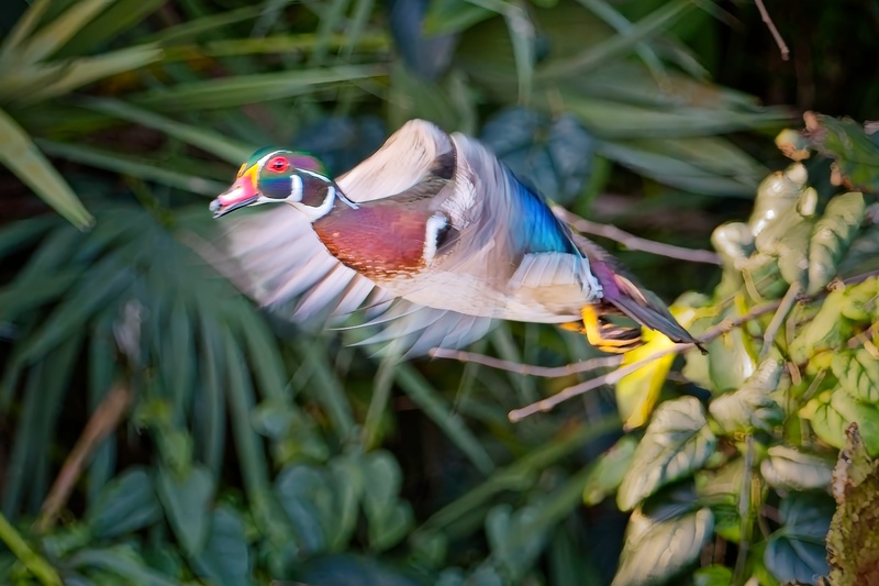 Wood Duck In Flight - Birds