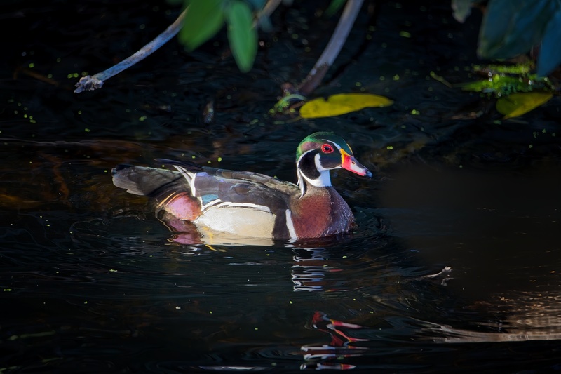 Wood Duck - Birds