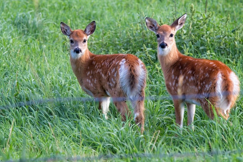 Twins - Wyoming 2023