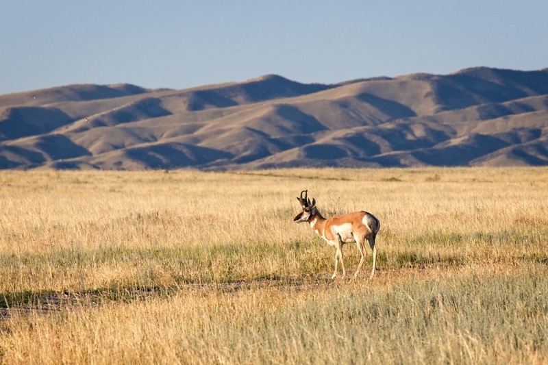 Pronghorn Morning - Wyoming 2023