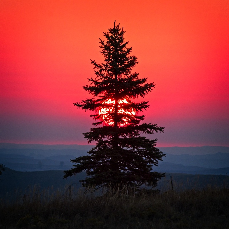 Pine tree sunrise - Sunrises