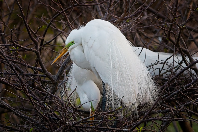 Snowy Egret - Birds
