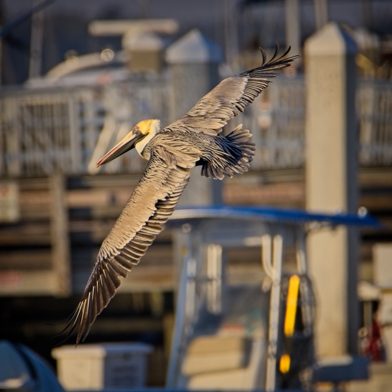 Pelican In Flight - Birds