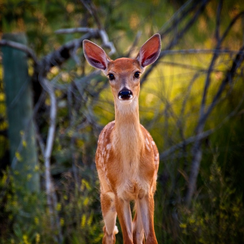 Whitetail Fawn - Wyoming 2023