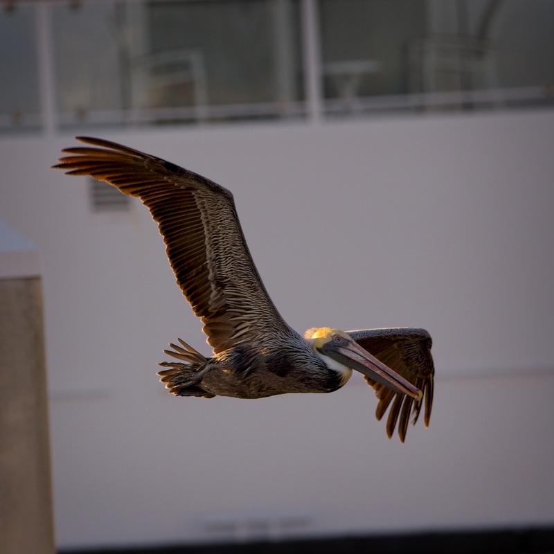 Pelican In Flight - Birds