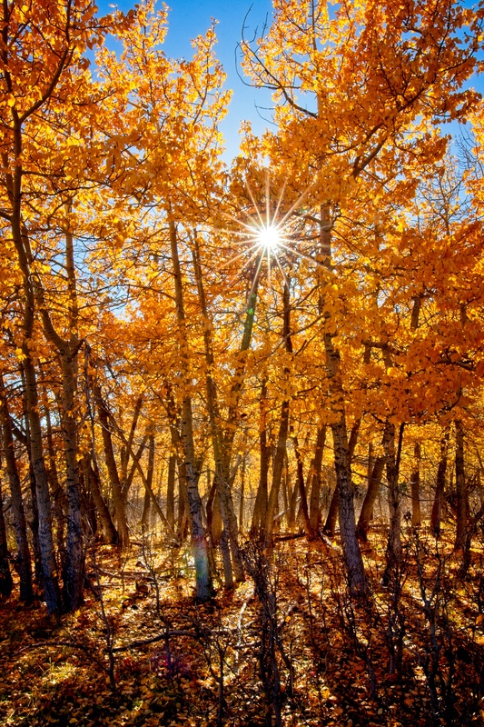 Aspen Sun Star - Wyoming 2023