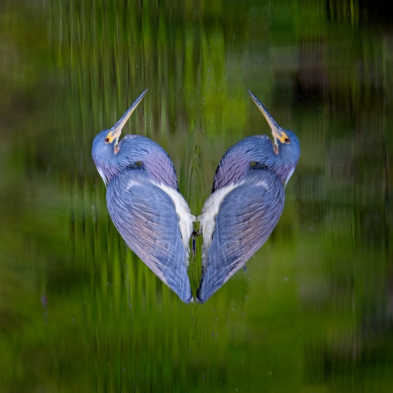Art - Birds