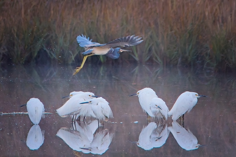 Crane Ispand Morning - Birds