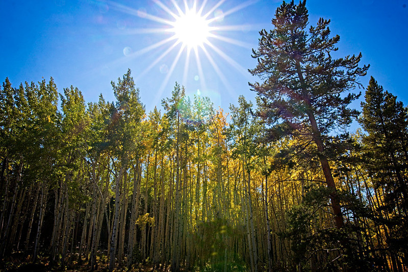 Aspens and sun - Landscapes