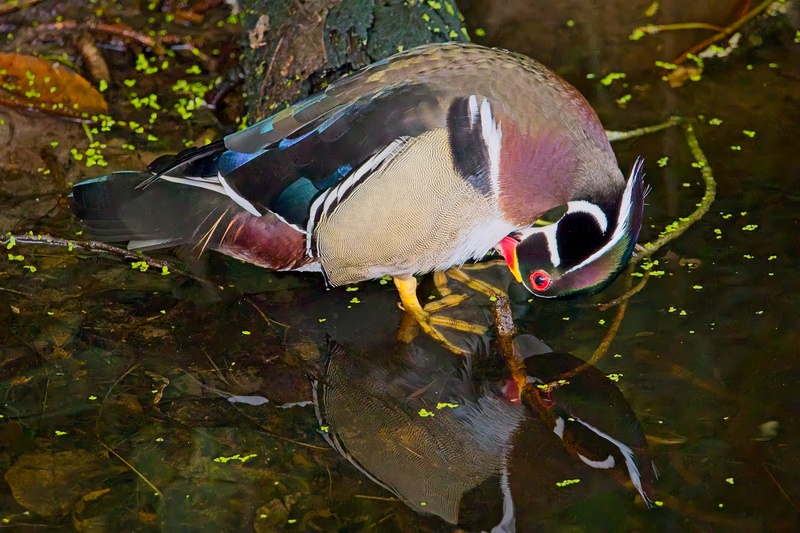Wood Duck 2 - Birds