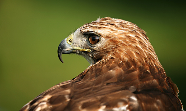 Common Buzzard - Wildlife
