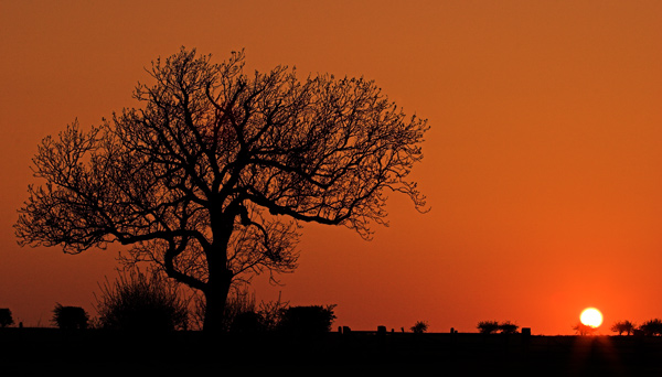 Goodnight Tree - Rest Of Yorkshire