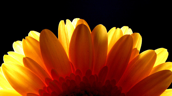 Rise and Shine - Flowers