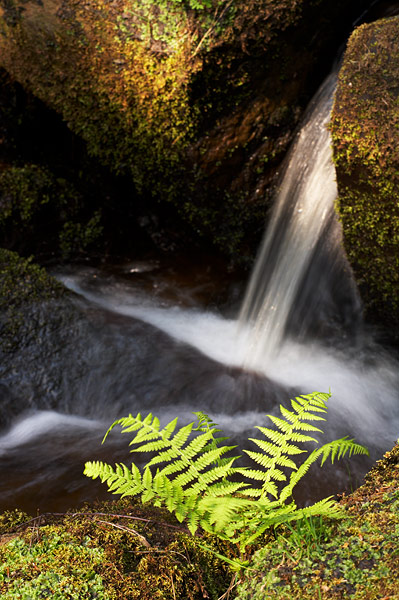 Padley Fern - Peak District