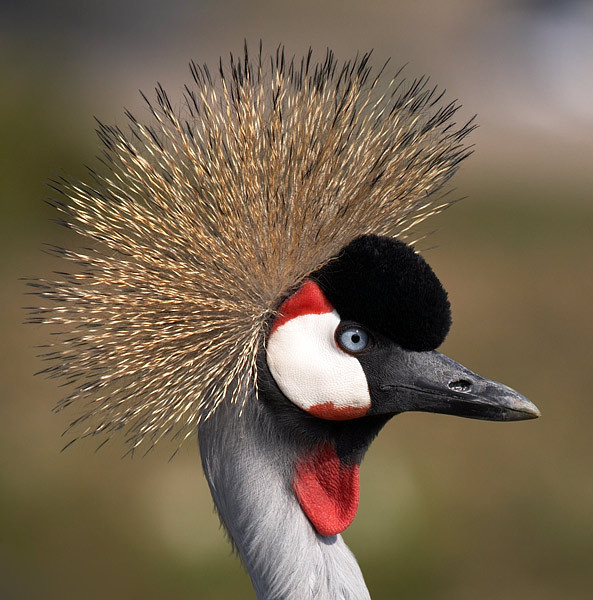Grey Crowned Crane - Wildlife