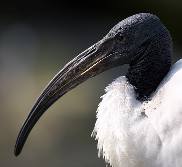 Captain Beaky - Wildlife