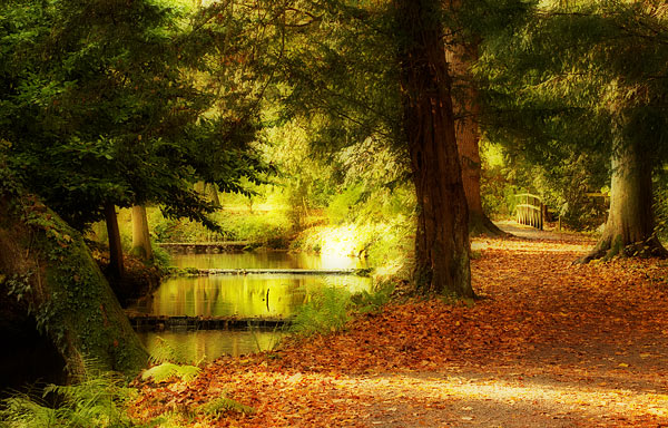 An Autumn Walk - Rest Of Yorkshire