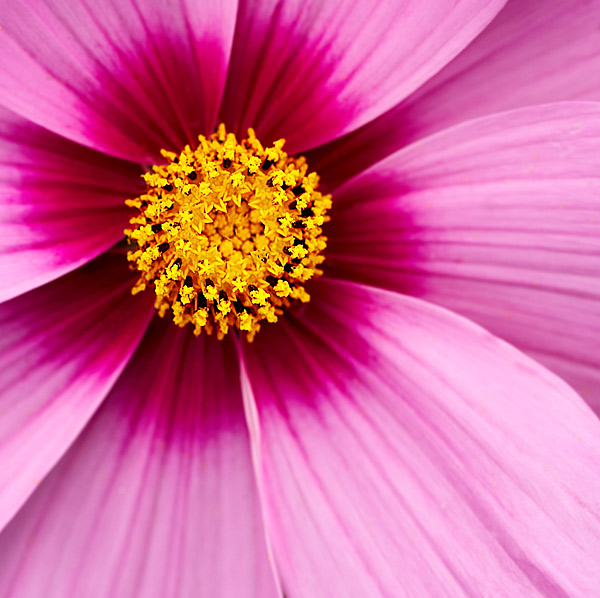 Cosmos - Flowers