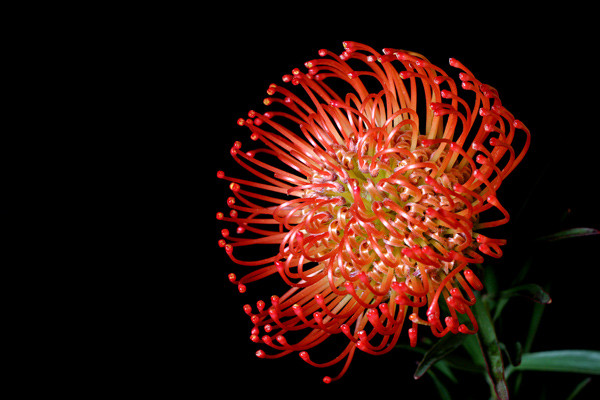 Red Floral Fireworks - Flowers