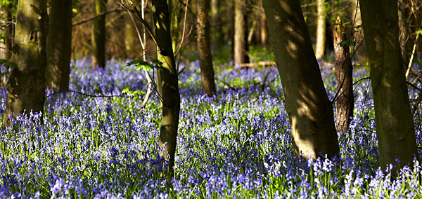 Bluebells - Rest Of Yorkshire
