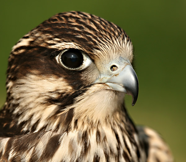 Peregrine - Wildlife