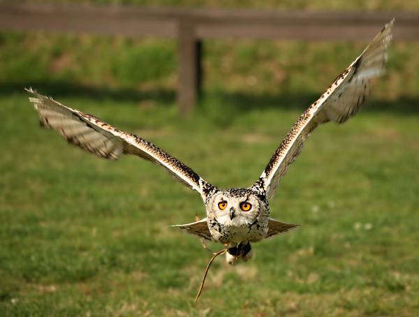 Spike - Wildlife
