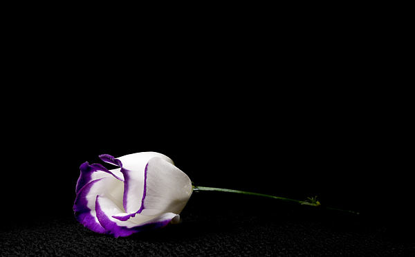 Fallen Lisianthus - Flowers