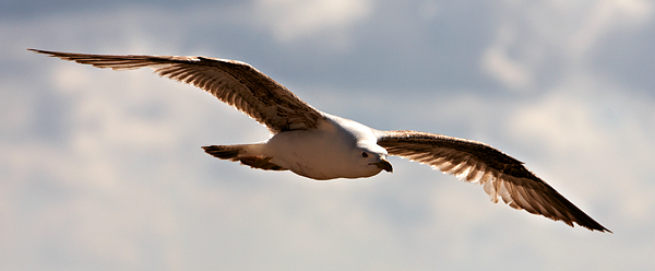 Riding The Wind - Wildlife