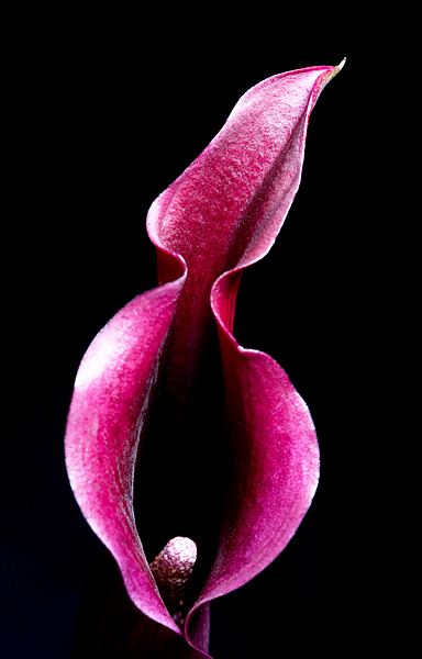 Intimate Lily - Flowers