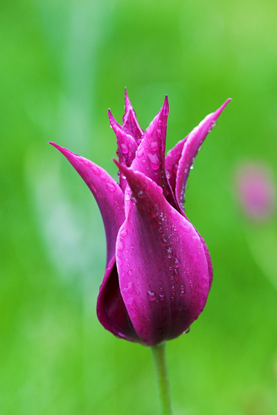 Exotic Tulip - Flowers