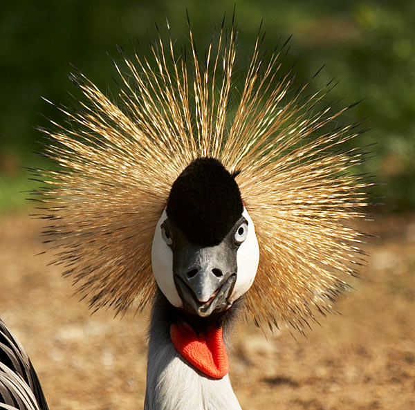 Crane Again - Wildlife