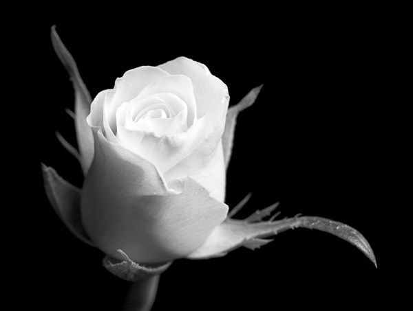 Rose - Flowers