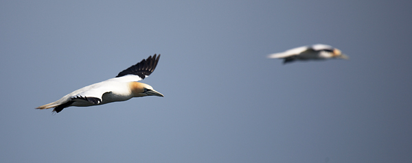 Brothers In Flight - Wildlife