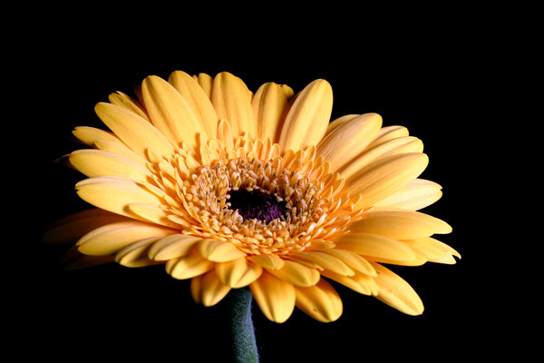 Yellow Gerbera - Flowers