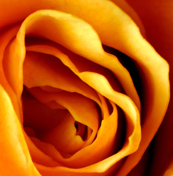Golden Rose - Flowers