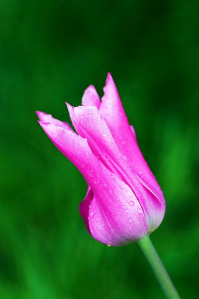Pink Tulip - Flowers