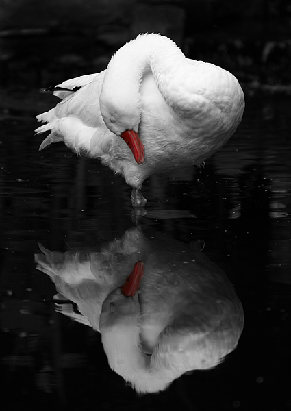I Love You Too - Wildlife