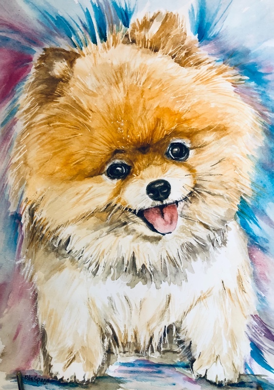 Mango - Pet Portraits