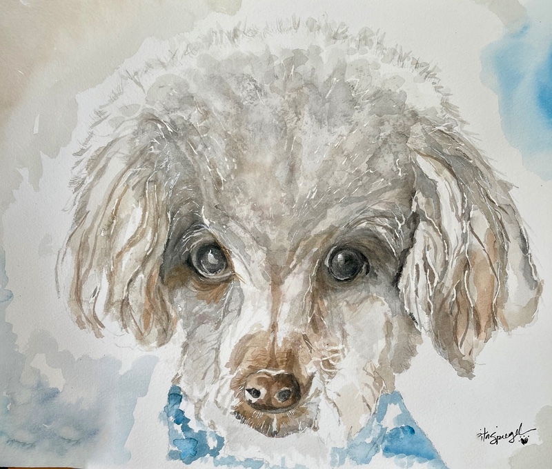  - Pet Portraits