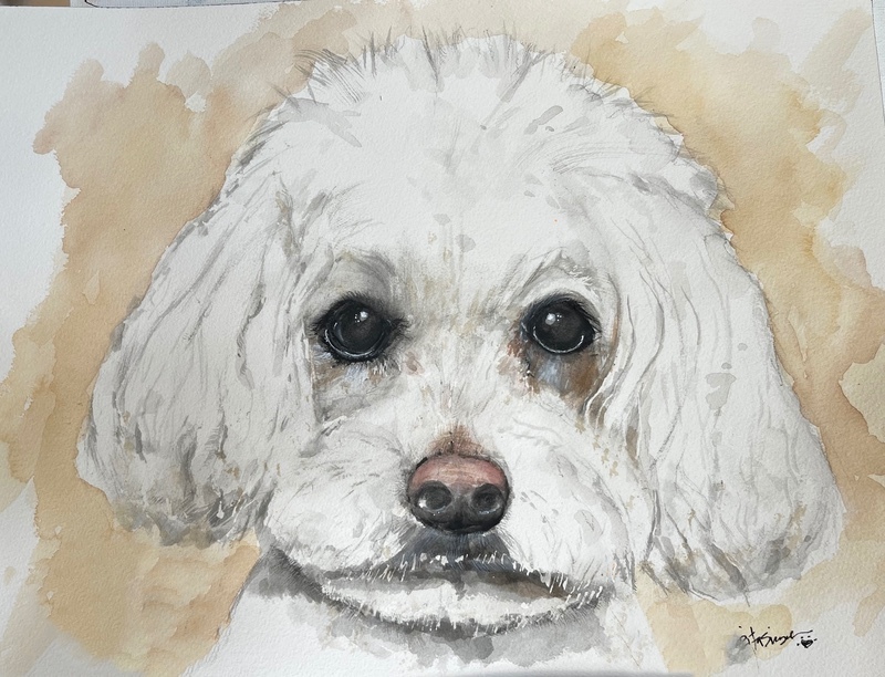  - Pet Portraits