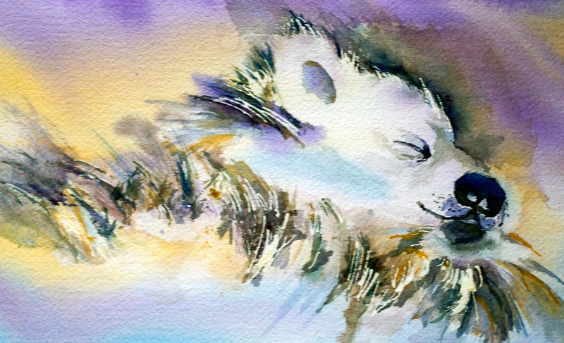 Kharma - Pet Portraits