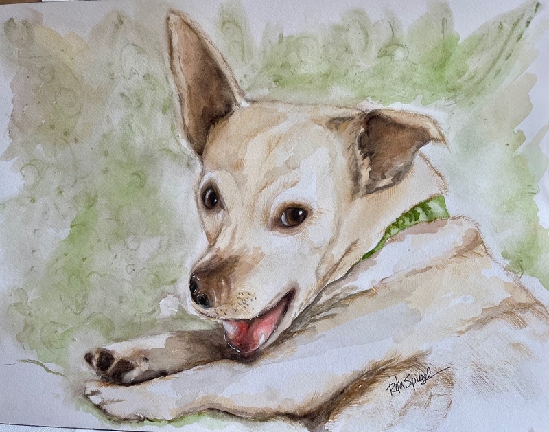  - Pet Portraits