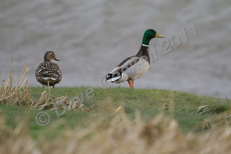 Mallard Pair DSC_6534 - Nature & Wildlife
