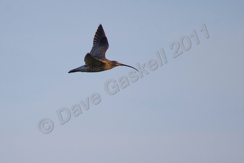 Curlew in flight No2 DSC_6605 - Nature & Wildlife