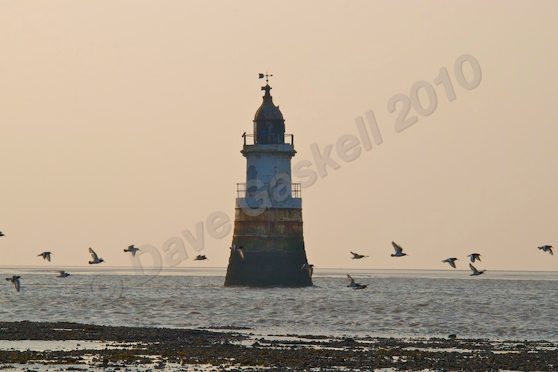 DSC_3068 - Plover Scar - Cockerham