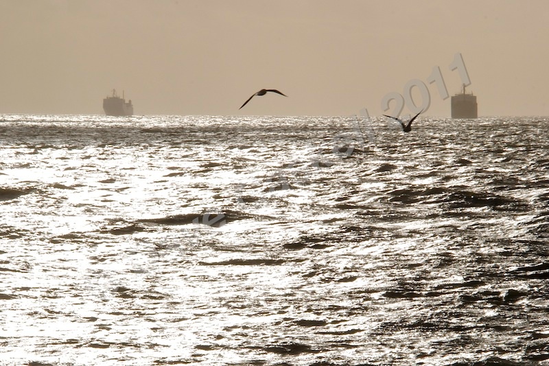Seagulls and Ships, DSC_7832 - Version 2 - Nature & Wildlife