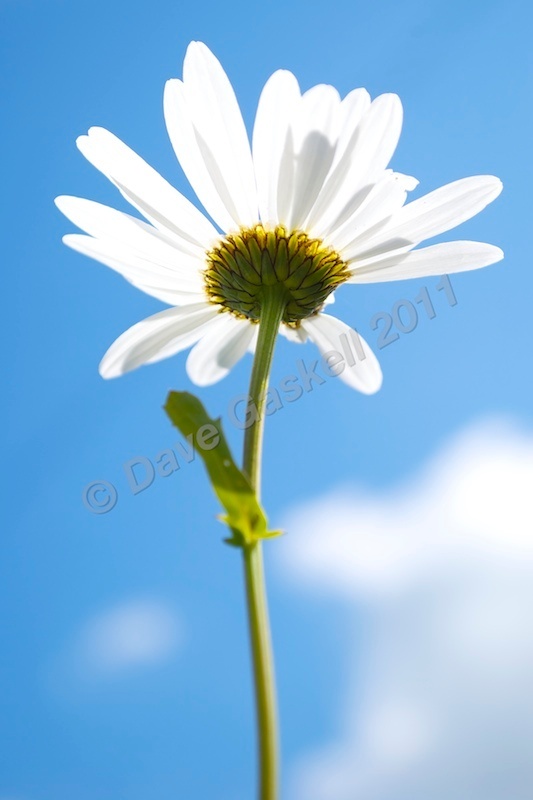 DSC_6718 - Daisy  Blue Sky - Nature & Wildlife