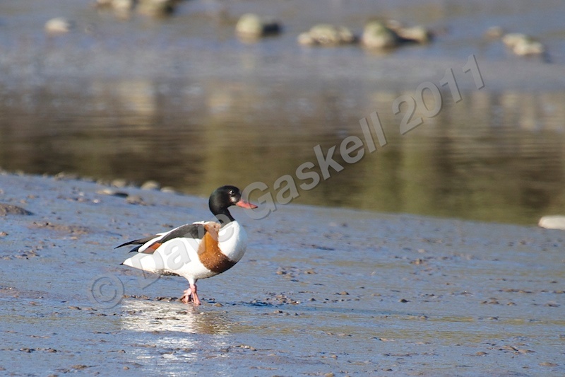 Shell Duck Walking in the Mud DSC_6571 - Nature & Wildlife